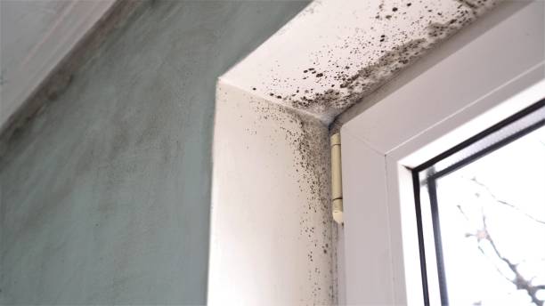 Best Black Mold Removal  in Le Grand, CA