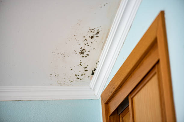 Best Affordable Mold Removal  in Le Grand, CA