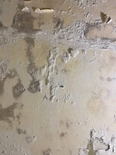 Best Attic Mold Removal  in Le Grand, CA