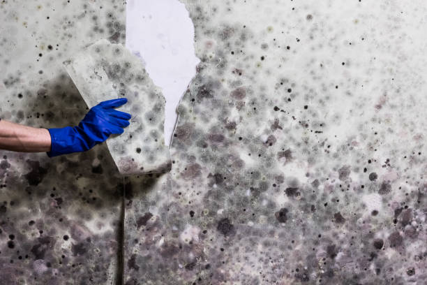 Best Mold Removal and Inspection  in Le Grand, CA