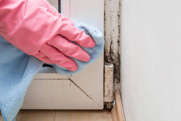 Attic Mold Removal in Le Grand, CA