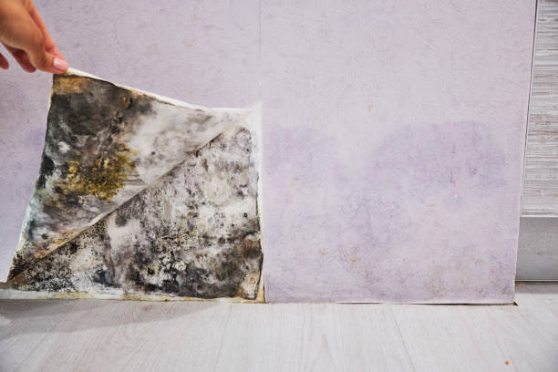 Home Mold Removal in Le Grand, CA